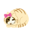 猫のタビッチ！ 写真スタンプ（個別スタンプ：31）
