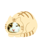 猫のタビッチ！ 写真スタンプ（個別スタンプ：32）
