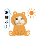 猫のタビッチ！ 写真スタンプ（個別スタンプ：33）