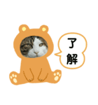 猫のタビッチ！ 写真スタンプ（個別スタンプ：34）