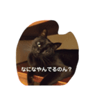ゆてんちのにゃんず2（個別スタンプ：5）