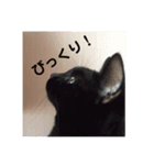 ゆてんちのにゃんず2（個別スタンプ：6）