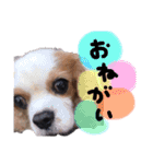 使えるわんず！（個別スタンプ：4）