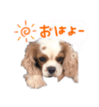 使えるわんず！（個別スタンプ：5）