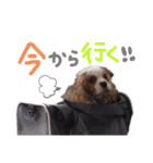 使えるわんず！（個別スタンプ：7）