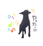 使えるわんず！（個別スタンプ：9）