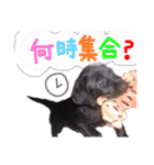 使えるわんず！（個別スタンプ：12）