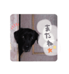 使えるわんず！（個別スタンプ：13）
