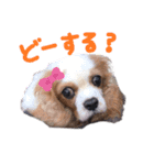 使えるわんず！（個別スタンプ：18）