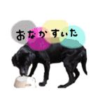 使えるわんず！（個別スタンプ：19）