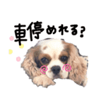 使えるわんず！（個別スタンプ：21）