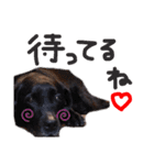 使えるわんず！（個別スタンプ：22）