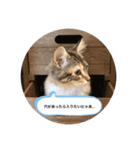 にゃんこのゆきち（個別スタンプ：5）