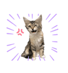 にゃんこのゆきち（個別スタンプ：8）