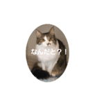 モモちゃん(雄)のスタンプ（個別スタンプ：1）
