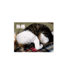 モモちゃん(雄)のスタンプ（個別スタンプ：6）