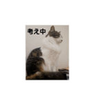 モモちゃん(雄)のスタンプ（個別スタンプ：8）