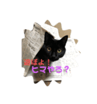 黒猫・あめちゃん・関西弁（個別スタンプ：3）