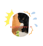 黒猫・あめちゃん・関西弁（個別スタンプ：5）