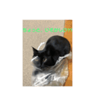 黒猫・あめちゃん・関西弁（個別スタンプ：6）