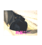 黒猫・あめちゃん・関西弁（個別スタンプ：11）