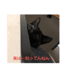 黒猫・あめちゃん・関西弁（個別スタンプ：12）