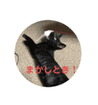 黒猫・あめちゃん・関西弁（個別スタンプ：13）