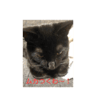 黒猫・あめちゃん・関西弁（個別スタンプ：14）