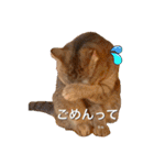 えまごろう.王国（個別スタンプ：11）