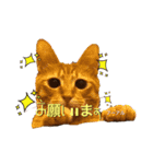 えまごろう.王国（個別スタンプ：12）