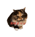 えまごろう.王国（個別スタンプ：16）