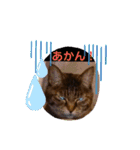 みー＆くー 人生ニャンとかなる スタンプ（個別スタンプ：11）