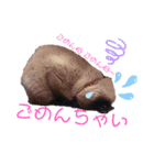 みー＆くー 人生ニャンとかなる スタンプ（個別スタンプ：13）