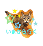 みー＆くー 人生ニャンとかなる スタンプ（個別スタンプ：16）