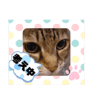 みー＆くー 人生ニャンとかなる スタンプ（個別スタンプ：17）