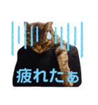 みー＆くー 人生ニャンとかなる スタンプ（個別スタンプ：21）