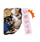 ケンとロン（個別スタンプ：6）