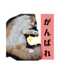 ケンとロン（個別スタンプ：14）