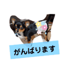 ケンとロン（個別スタンプ：15）