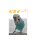 愛しのインコちゃん♡（個別スタンプ：1）