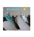 愛しのインコちゃん♡（個別スタンプ：6）