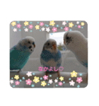 愛しのインコちゃん♡（個別スタンプ：7）