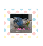 愛しのインコちゃん♡（個別スタンプ：10）