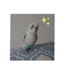 愛しのインコちゃん♡（個別スタンプ：13）