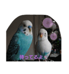 愛しのインコちゃん♡（個別スタンプ：24）