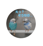 愛しのインコちゃん♡（個別スタンプ：40）