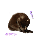 黒猫かいさん（個別スタンプ：1）
