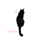 黒猫かいさん（個別スタンプ：3）