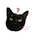 黒猫かいさん（個別スタンプ：5）