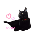 黒猫かいさん（個別スタンプ：6）
